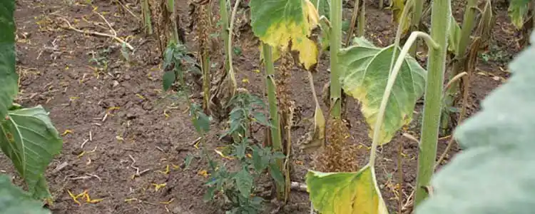 Ayçiçeği Üretimi