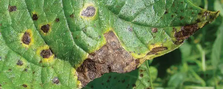 Ayçiçeği Üretimi