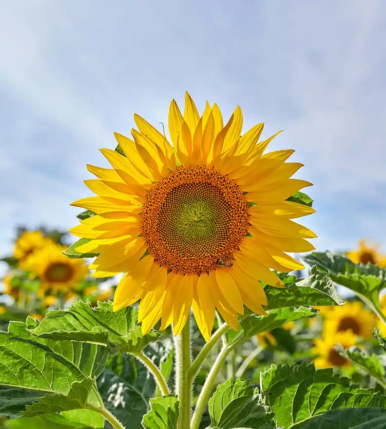 Ayçiçeği Yetiştiriciliği ve Üretim Süreci