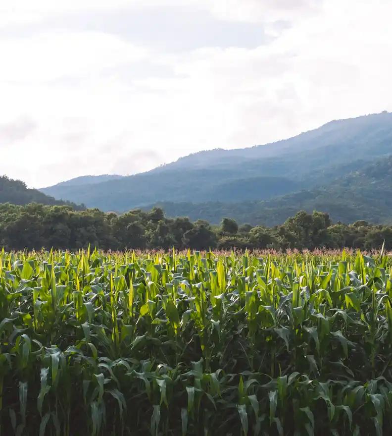 Mısır Yetiştiriciliğinde Topraktan Hasada Üretim Rehberi
