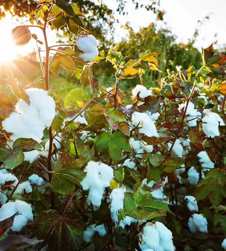 Pamuk Yetiştiriciliği ve Üretim Süreci