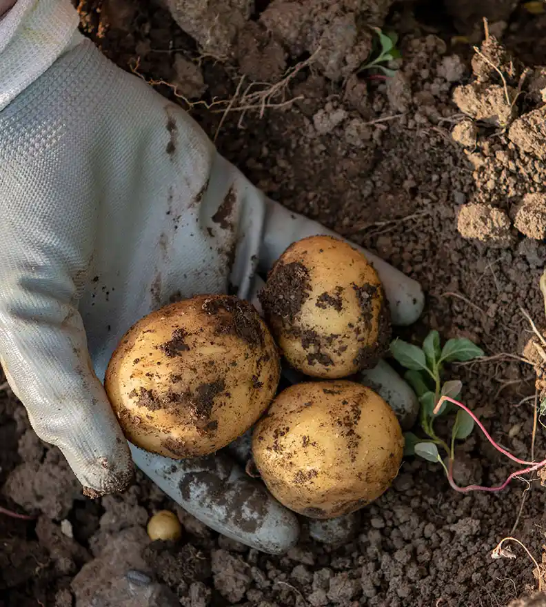 Patatesin Toprakla Buluşu