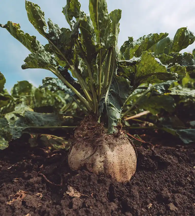 Şeker Pancarı Yetiştirme ve Üretim Pratikleri