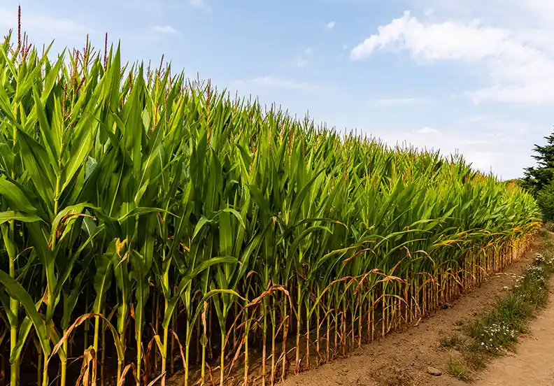 Ürün Kalitenizi ve Veriminizi Güçlendirin