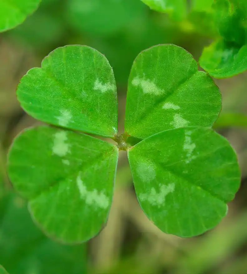 Yonca Tohumdan Tarlaya Yolculuk